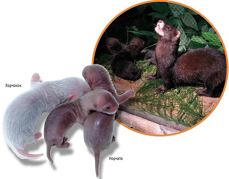 Идеальными суррогатными матерями для редких и исчезающих видов животных являются межвидовые гибриды, такие как эта самка хонорика – гибрид хорька и европейской норки (вверху). Внизу – выводок «единоутробных» братьев и сестер, полученных в результате имплантации эмбрионов самке-реципиенту. Детеныши являются представителями разных видов млекопитающих