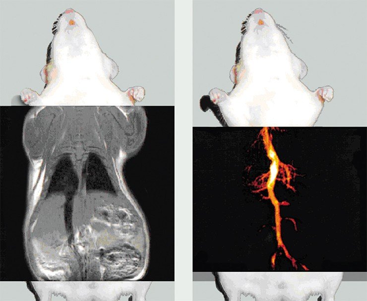 Магнитно-резонансная томография позволяет по сигналу ЯМР ¹Н получить анатомическое изображение мыши (слева) и ангиографическое изображение кровеносных сосудов по сигналу ЯМР ¹³С после внутривенного введения гиперполяризованного контрастного агента (справа). Ангиографическое изображение получено за 0,9 с благодаря огромному усилению сигнала ЯМР в результате эффекта ИППЯ для диметилового эфира малеиновой кислоты, возникающего при гидрировании соединения-предшественника параводородом. По: (Golman et al., 2001)