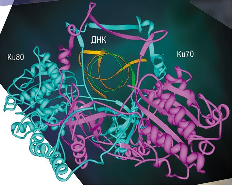 Белок Ku-антиген играет важнейшую роль в репарации двухцепочечных разрывов ДНК по пути негомологичного соединения концов. Он присутствует у всех видов живых организмов, от бактерий до растений и животных. У эукариот (организмов с оформленным клеточным ядром) Ku-антиген состоит из двух полипептидных цепей или субъединиц – Ku80 и Ku70 (числа в названиях отражают их примерную молекулярную массу в килодальтонах). Субъединицы связаны друг с другом и вместе формируют структуру с отверстием внутри, напоминающую «висячий» замок с массивным телом и тонкой дужкой или плетеную корзинку с ручкой. По: (Walker et al., 2001)