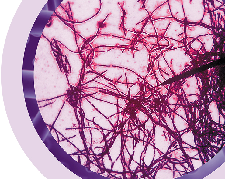 Сенная палочка Bacillus subtillis в последние годы рассматривается как один из самых перспективных пробиотиков, который способствует усилению неспецифического и специфического иммунитета и стимулирует рост нормальной микробиоты кишечника (Савустьяненко, 2016). Фото felixtsao