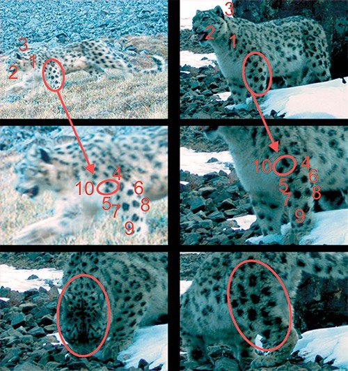 Индивидуальная идентификация особей ирбиса проводится по величине и расположению пятен на шерстном покрове. При этом наиболее значимыми участками тела являются передние лапы, бока, верхняя поверхность хвоста, а также лоб (Blomqvist, Nystrom, 1980). Вверху – результаты фотоидентификации одной особи снежного барса. Цифрами обозначены участки на шкуре барса, использованные авторами для его идентификации (Карнаухов и др., 2011)